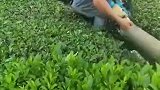科技太发达，茶农都能上了高科技，这下又能卖个好价钱！