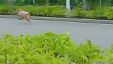 狗狗见美女要走一路紧追,萌娃带着一大家子狂追,这场面太搞笑了