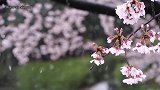 东京樱花雪，樱花盛开时美得一塌糊涂！