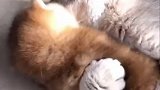 原来猫也要吸猫，萌宠真可爱