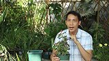 给四季海棠上盆前后，除了剪掉，还有3个动作不可缺，否则难服盆