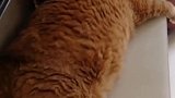 橘猫：走开点，别打扰我睡午觉！