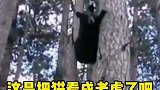 黑熊与肥猫狭路相逢，竟被吓得当场爬树逃命