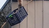 浙江宁波：猫咪被困屋顶下不来，大家合力营救结果翻车