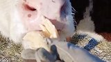 嚼的这么起劲，后来把我手里的也吃了！