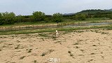 我家阿拉斯加领悟了迂回战术的精髓，真不愧是“阿拉斯加牧牛犬”