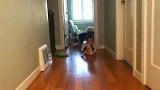 狗子主人，我教会你孩子叼东西了