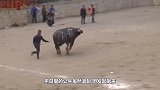 男子作死挑衅公牛，不料公牛突然发飙，下一秒憋住不要笑