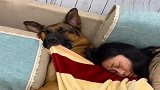 怕男主抢女主被子，德牧睡着了还帮女主看着毯子，好暖心