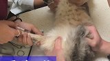 渣铲屎官！说好的带我出去找乐子呢猫 萌宠