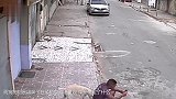 笑死了：这狗把游客当消防栓 抬腿就尿