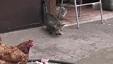 猫咪看到吃的却不敢靠近，原来被一只鸡吓住了，这猫太怂了