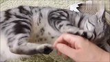 闻了猫薄荷味的猫抓板后，喵喵彻底醉了！