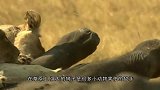 这只野猪太倒霉了！遇到这么疯狂的猎犬，这次恐怕凶多吉少