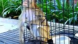 猴子无力的双手想抓住什么，那表情让人心碎