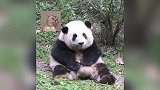 大熊猫日常：谭爷爷说花花坏话