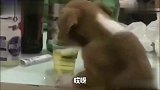 狗子喝酒的动作，也太搞笑了点吧