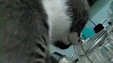 猫咪对着壶嘴吸水，打开了新世界的大门