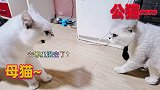 公猫与母猫爆笑对话，翻译官“猫语”十级，哈哈
