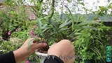 繁殖石斛兰有3种方法，培育基地都在用，成活率最高了