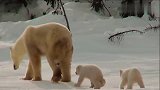 两只小北极熊宝宝玩着玩着就掐起来了，妈妈就在一旁晒太阳也不管