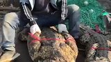 鳄鱼大哥太委屈了！年轻人不讲武德，有本事你解开鳄鱼大哥的嘴