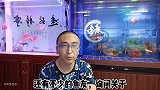 鱼缸的水质出现生物性白浊，会有哪些原因，应该如何处理？