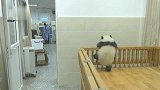 熊猫宝宝：全军出击一探二望准备越狱，糟糕奶妈来了越狱失败！