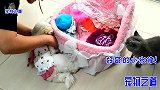 主人给小猫和邻居的狗狗打扮，不料状况百出，公猫狼狈样惹人发笑