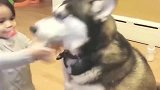 自从女儿出生之后, 家里二哈就像变了一条狗, 恶犬自有恶人磨