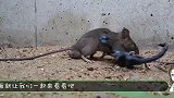 把老鼠扔到蝎子窝里，会发生什么情况场面瞬间失控