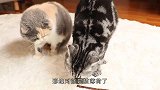 猫咪尝试薄荷球现场，才尝一口场面就已失控，镜头拍下搞笑过程