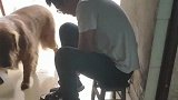 金毛看见男主人买了鸡腿，随后露出一脸坏笑，看完忍住别笑