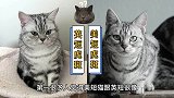 扒一扒美短猫的老底，以及它跟英短的爱恨情仇