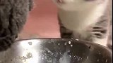 小猫：妈妈你干啥呢，整的我满脸都是！