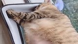 在奶奶家寄养的猫咪，三个月回家后，差点没认出来！