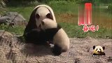 熊猫梦梦被俩熊孩子欺负得不成样子，忍无可忍终于来了个过肩摔