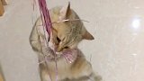 猫：主人我抓住了，快给我！