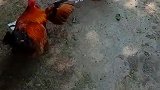 大公鸡：主人快放开我们，我不要和它在一起！
