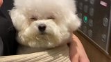 这是有多缺觉啊
