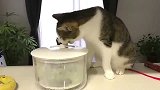 狸花猫：转着转着怎么就停了呀，是不是坏了