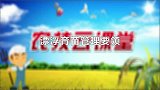 烟叶漂浮育苗如何做好消毒工作？这些要领很关键！