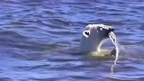 海水彻底消失，一只饥饿的北极熊发现一艘船，把船绳当成食物！