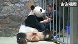 体重200斤的大熊猫跟饲养员撒娇, 谁还不是个宝宝呢