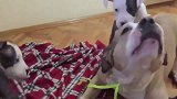 调皮的斗牛犬幼崽吼叫自己的妈妈，网友：真的是调皮