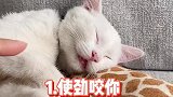 小猫咪可不好惹，不是你想和好就能和好的！