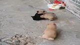 中华田园犬：说好的二打二的，怎么就反水了