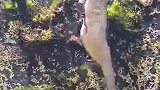 海马在水里生娃，根本停不下来