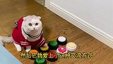 我怀疑我的猫是人变的，自从我教会了它按按钮，我的噩梦就来了