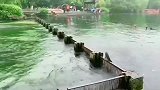 西湖的鱼“跃龙门”被砸下巴，这鱼吃了怕是会影响智商